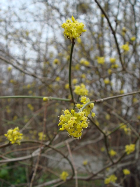 Cornus officinalis fleur P2A